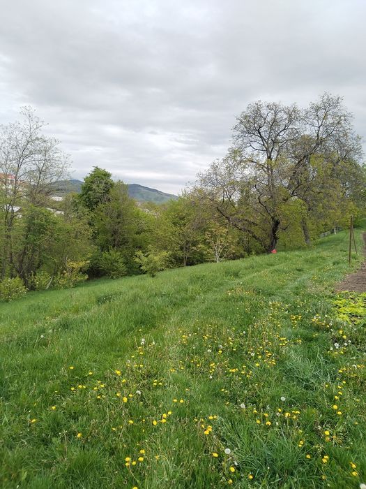 Vând teren Moinești
