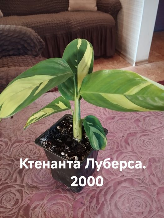 Продам комнатные растения