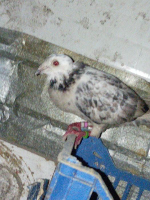 Vând porumbei voiajori