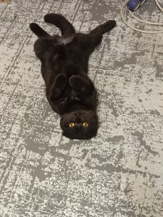 скотиш фолд  оригинал