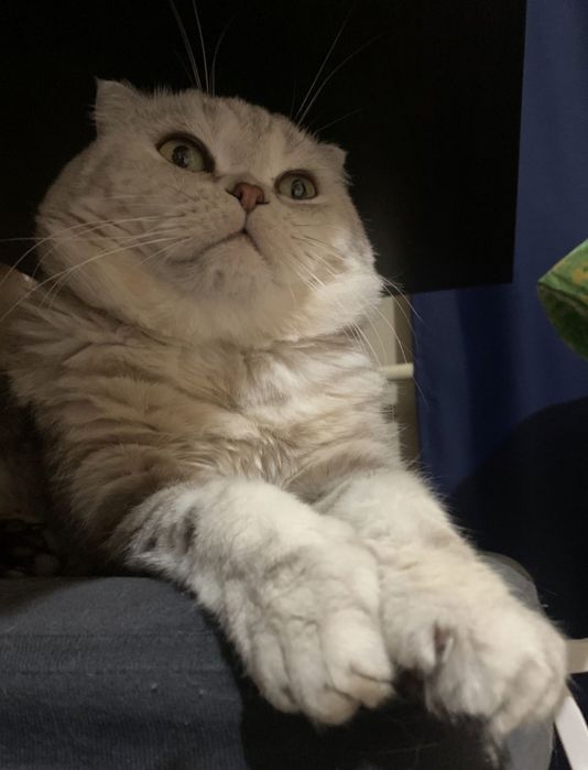 Кот для вязки. Скоттиш фолд.
