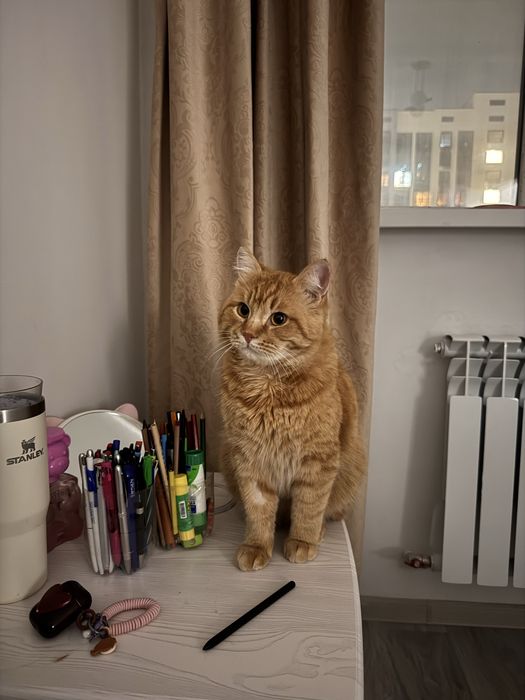 Кот, найденный на улице. привит, кастрирован