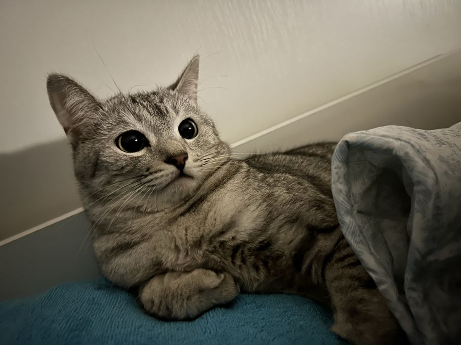 Отдам кота в добрые руки