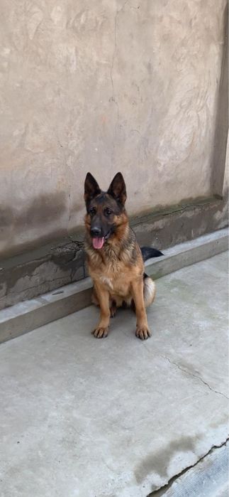 Немецкая овчарка девочка