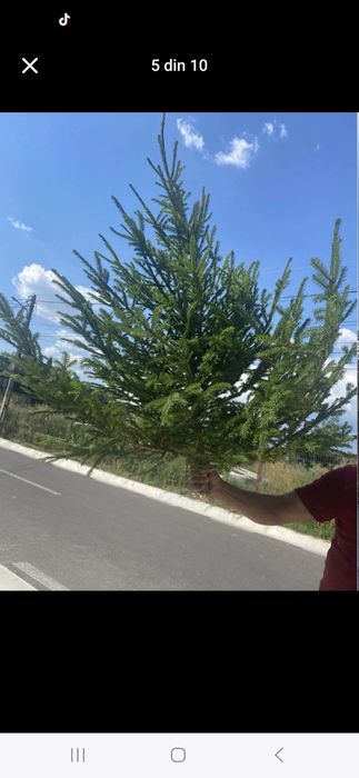 Vând brazi pentru evenimente