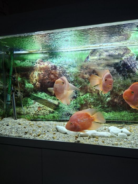 Продавам оборудван аквариум 240 литра Aquael с риби червени папагали