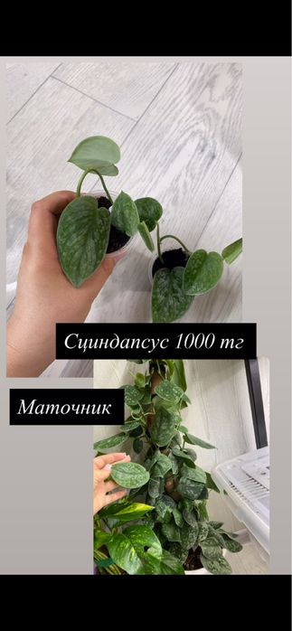 Продам алоказии и т д