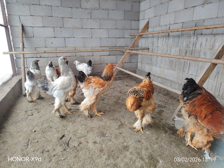 Продам Брамы Петухи.