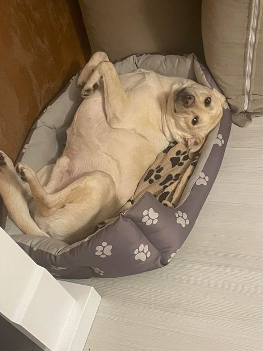 Donez spre Adoptie, metis labrador Aty