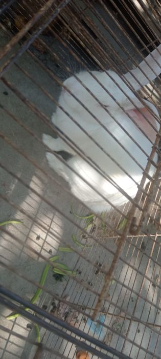 Oq quyonla sotiladi optimga