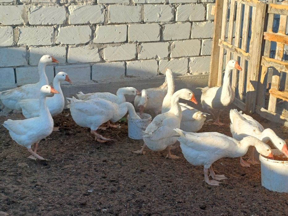 Қаздар сатылады.