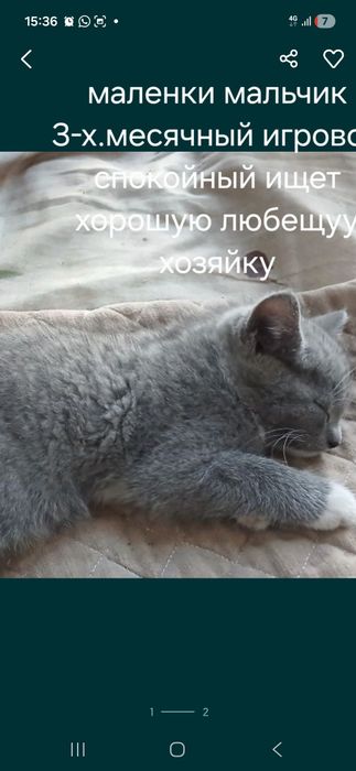 Домащние животные