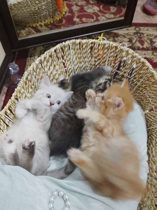 Котята два месяца