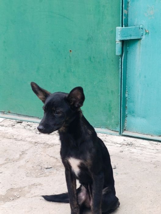 Отдам собачку в добрые руки