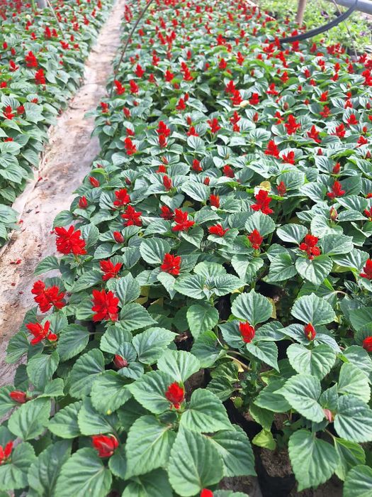 Гүлдер Цветы ОПТОМ!