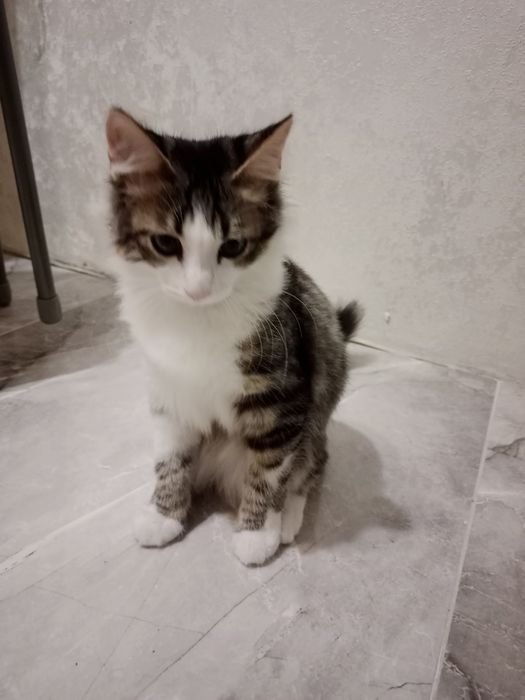 Отдам в добрые руки котёнка