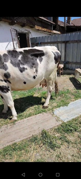 Vând vaca gestanta în 7 luni jumate