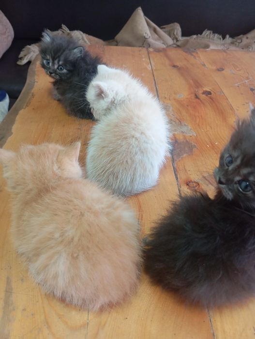 Продаю  Британских котят.