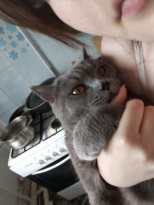 Найден британский кот