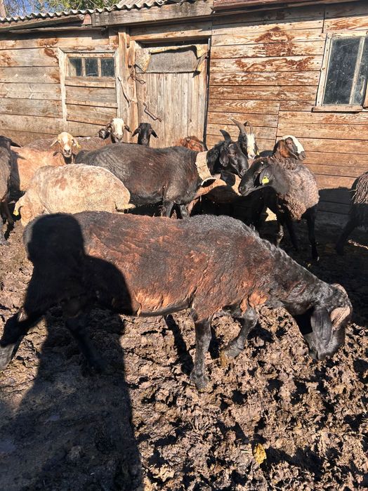 Продам племенных баранов