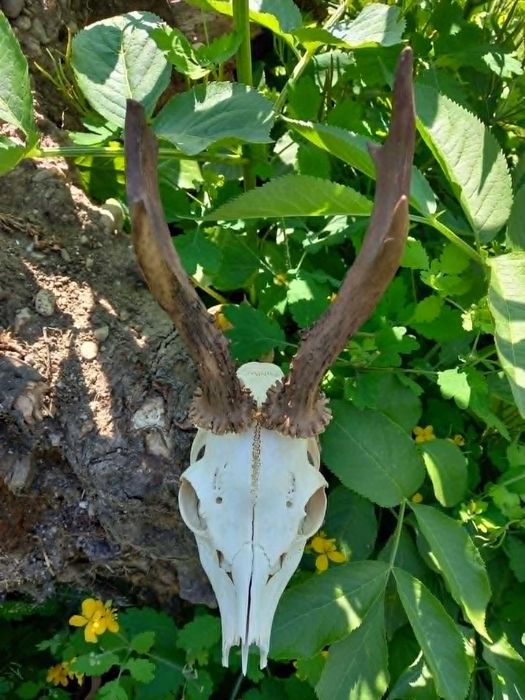 trofeu.trofee.craniu.coarne de caprior interesant
