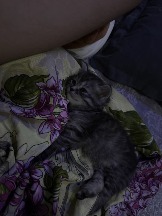 Отдам котят в добрые руки