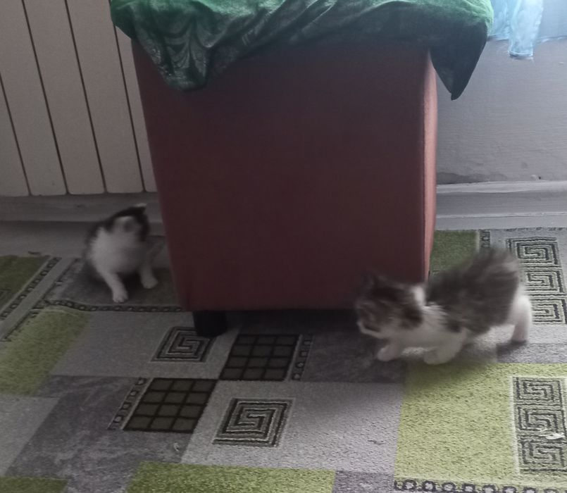 Марғаулар.  Котята