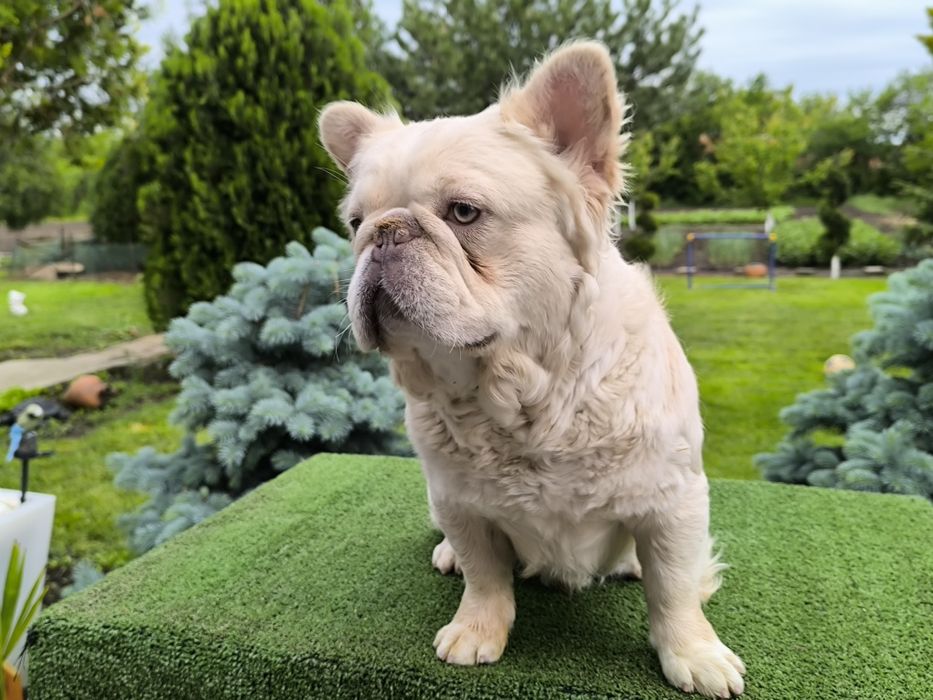 Френски булдог Флуфи