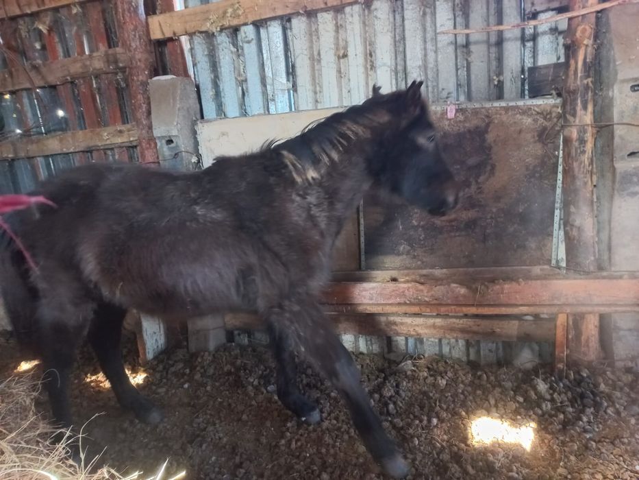 Продам тай средней упитаности