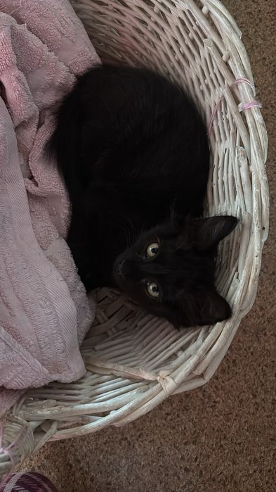 Отдам чёрного котёнка