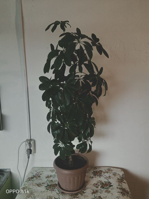 Шефлера гүлі сатылады