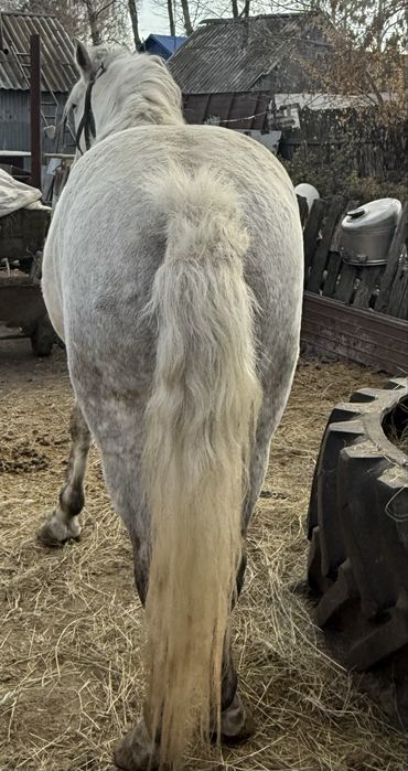 Жеребец 7 лет. На откорме.