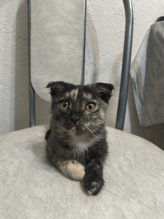 Котёнок девочка ищет дом