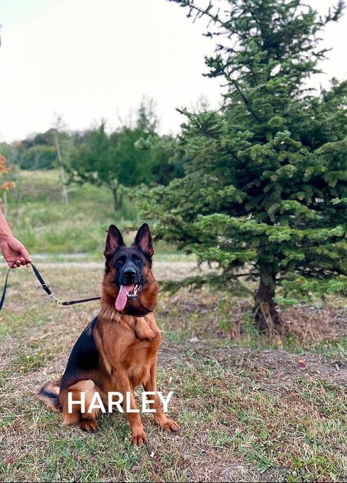 Pui ciobanesc german mascul