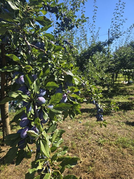 Vand prune Stanley pentru consum