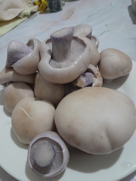 Грибы горные свежие