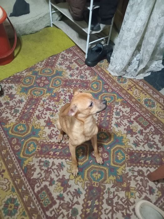 Продам русского той-терьера