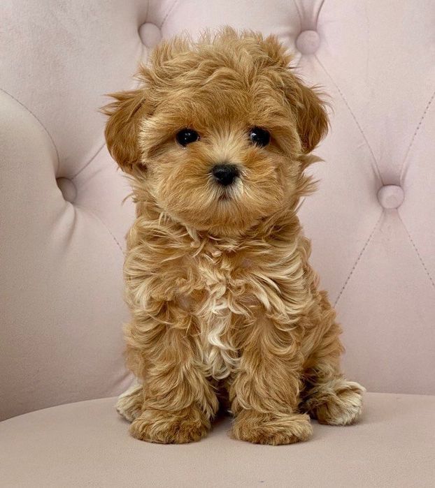 Fetiță maltipoo teacup/mini toy