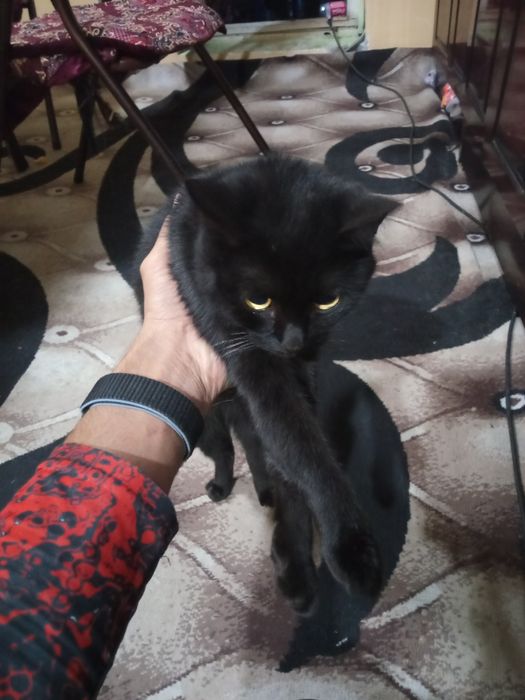 мушуклар сотилади