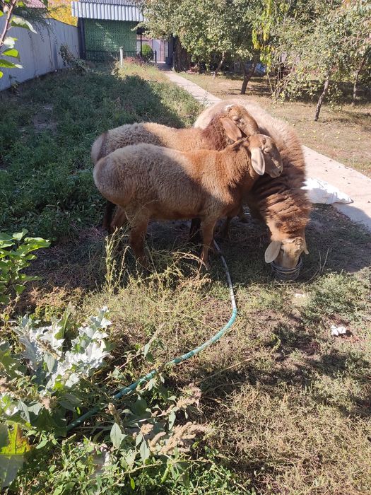 Продам Арашаны на племя