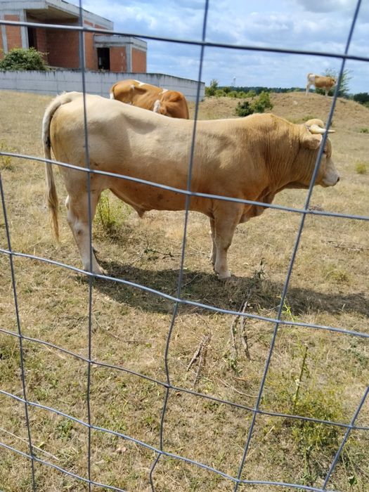 Taur  de  vânzare