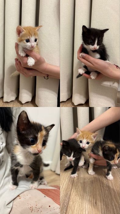Котята в добрые руки