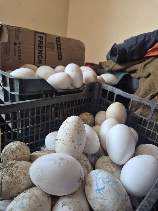 Oua de gasca de vânzare