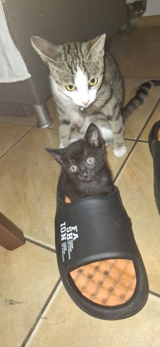 Подарявам котета
