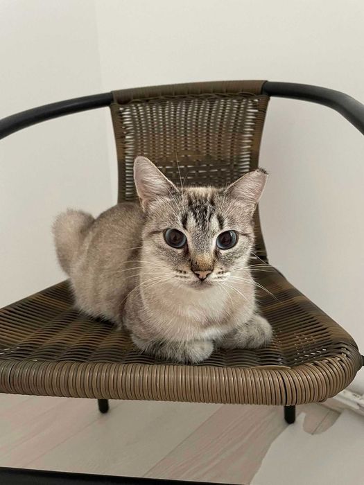 Adoptie pisica ochi albastri