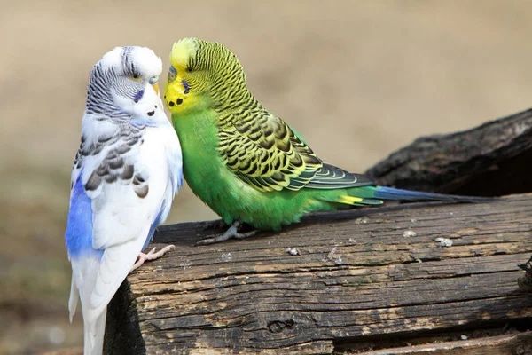 Волнистые попугаи взрослые и молодые