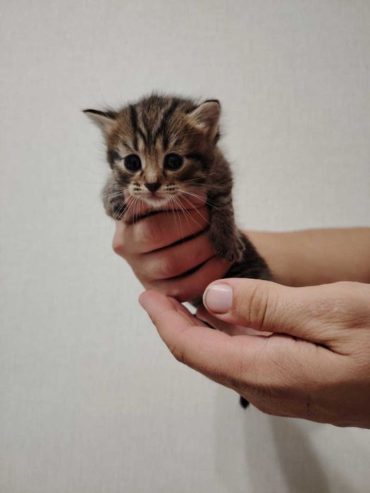 Отдам котят в добрые руки