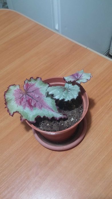 Бегония комнатная