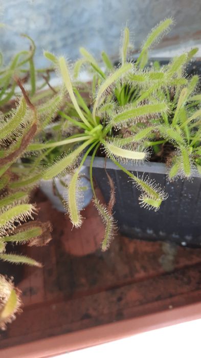 Дрозери(насекомоядни растения)