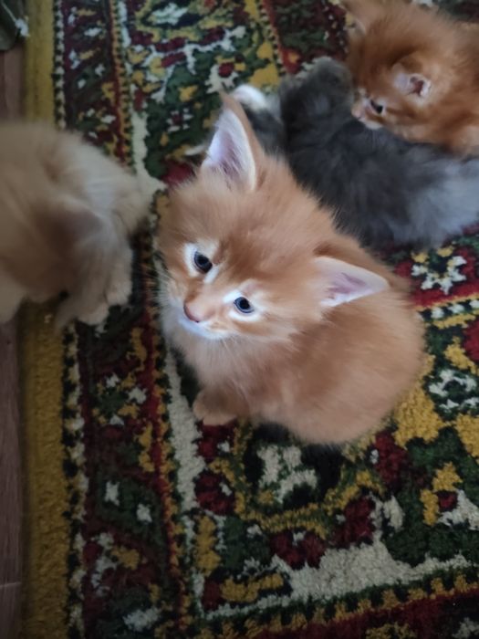 Продам котят мен кун